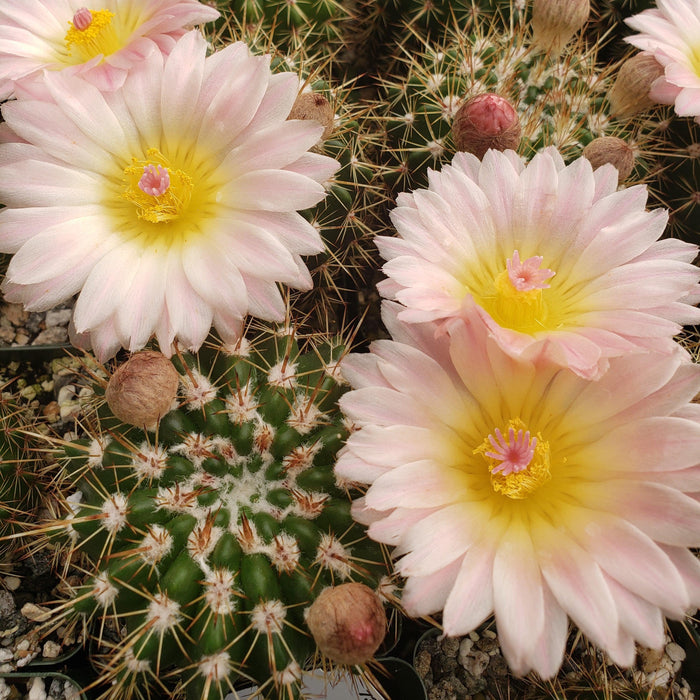 Close-up of Notocactus roseoluteus cactus displaying pale pink and yellow flowers, with spiky green stems and unopened buds.