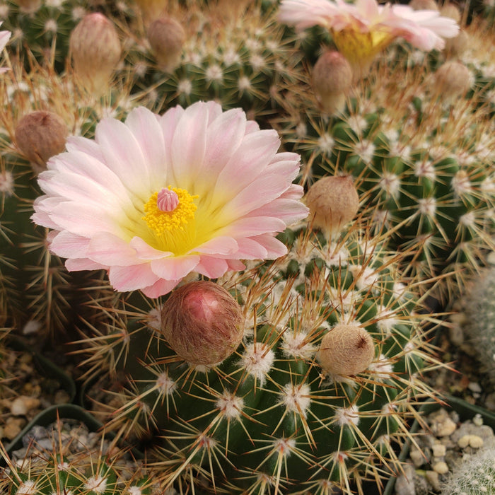 Close-up of a frost resistant Notocactus roseoluteus cactus with a large pink and yellow flower, unopened buds, and sharp spines.