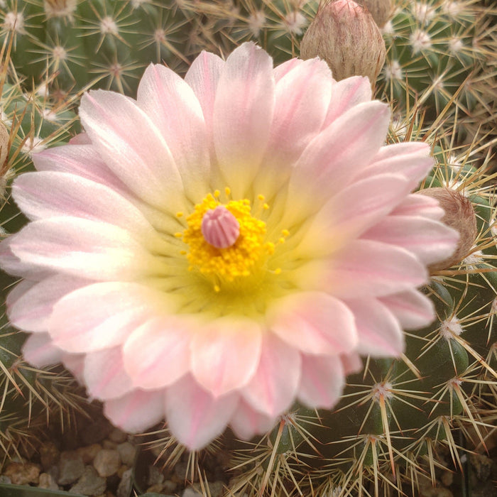 Close-up of Notocactus roseoluteus cactus with a pale pink flower and yellow center blooming among spines and buds.