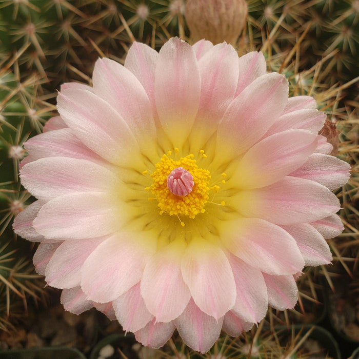 A close-up of a Notocactus roseoluteus flower with pale pink petals, yellow center, and spiky green cactus stems in the background.