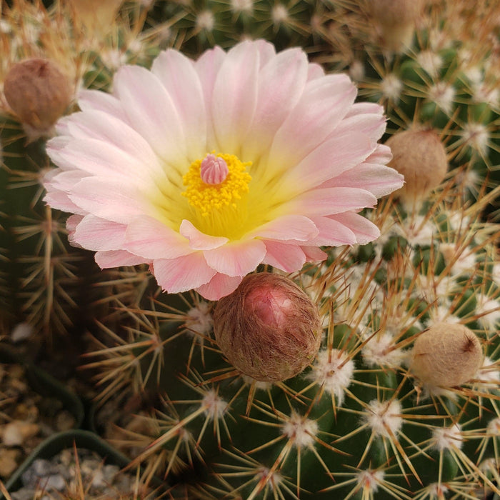 Close-up of Notocactus roseoluteus showcasing a pale pink flower, yellow center, spines, and an unopened bud