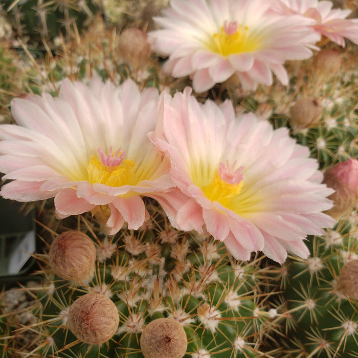 Close-up of Notocactus roseoluteus cactus with sharp spines, brown buds, and pale pink flowers with yellow centers in bloom.