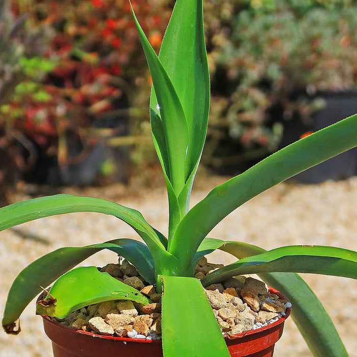 Close-up of Octopus Agave, Agave vilmoriniana, showcasing long twisting green leaves in a red pot with a garden background