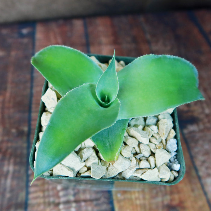 Octopus Agave (Agave vilmoriniana), a green succulent with thick pointed leaves, in a square pot with light gravel on wood surface.