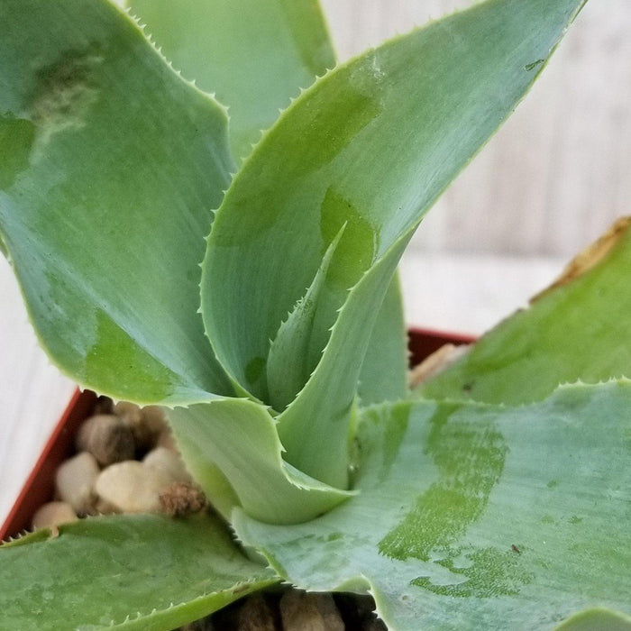 Close-up of Agave vilmoriniana (Octopus Agave), a green succulent with spined, marked leaves growing in a pot filled with pebbles.