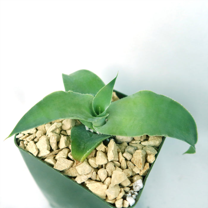 Octopus Agave (Agave vilmoriniana) succulent with thick, pointed green leaves in a square green pot with light gravel on white background.