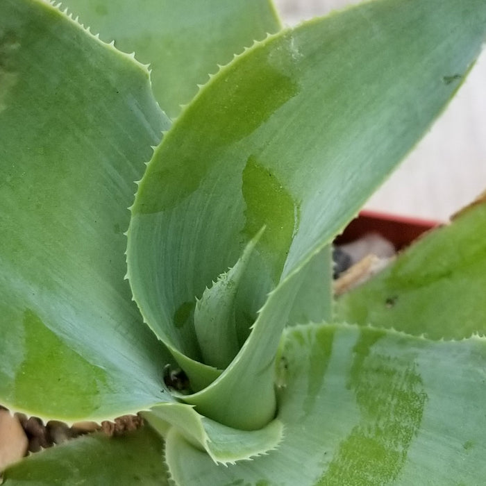 Close-up of green, pointed Octopus Agave leaves spiraling in a rosette with shiny patches, perfect for xeriscaping gardens.
