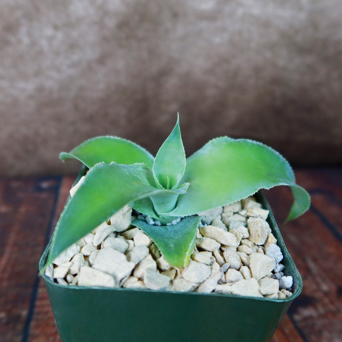 A small Octopus Agave with broad, fuzzy leaves grows in a green pot of light pebbles on wood, perfect for xeriscaping décor.