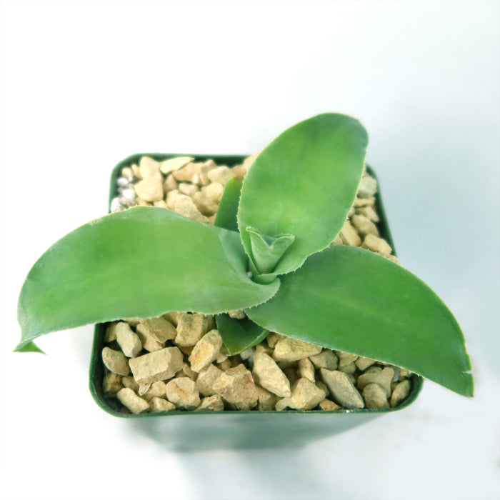 Octopus Agave (Agave vilmoriniana) succulent with broad green leaves in a square pot of light pebbles on a white background.