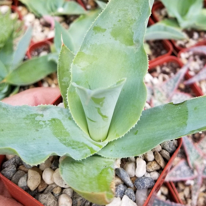 Close-up of Octopus Agave with thick, pointed green leaves and fine teeth in a pebble-filled pot, ideal for xeriscaping.