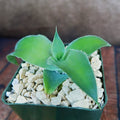4" Pot