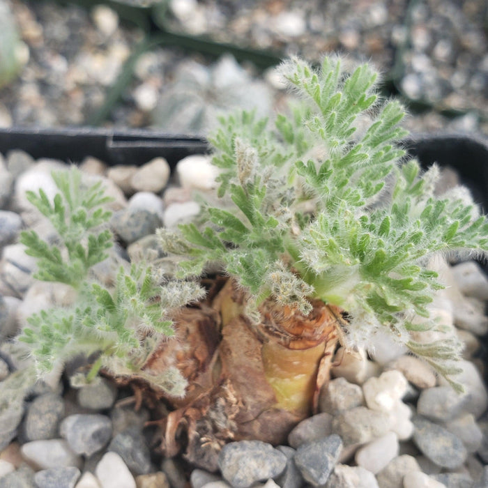 Close-up of Pelargonium appendiculatum, a South African plant with fuzzy green fern-like leaves and a thick brown base among pebbles.