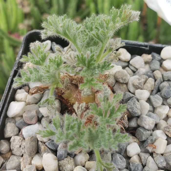 A small, fuzzy green Pelargonium appendiculatum with divided leaves grows from a thick stem in a pot of white and gray pebbles.