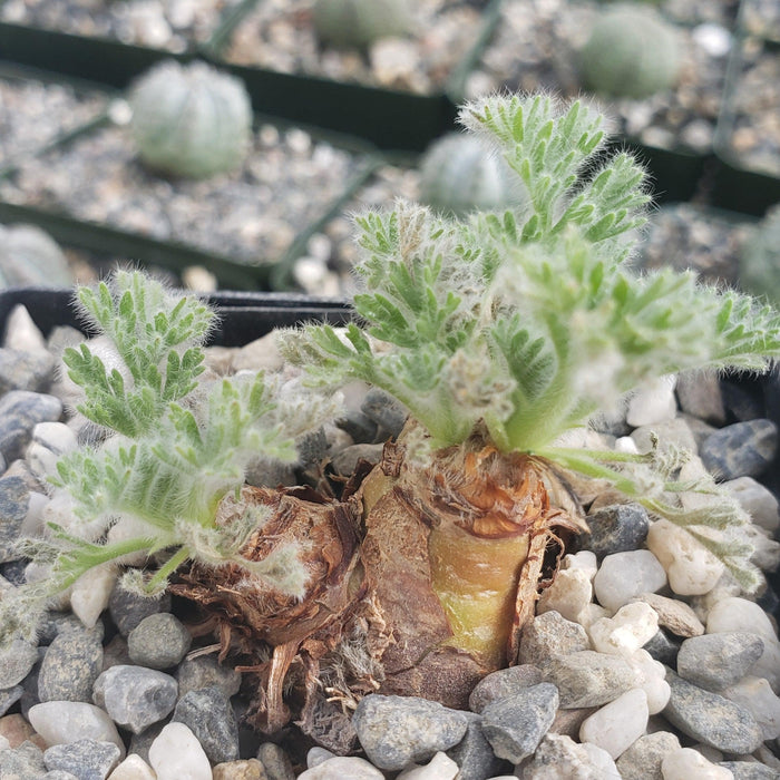 Close-up of Pelargonium appendiculatum succulent with fuzzy leaves and thick brown stems in a pot with pebbles; cacti in background.