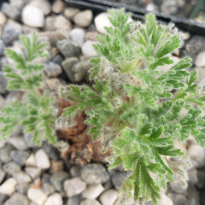 Close-up of Pelargonium appendiculatum, a small South African succulent with fuzzy, lobed green leaves among light pebbles.