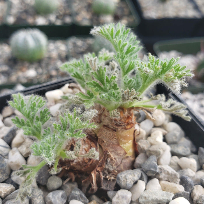 Close-up of a fuzzy green Pelargonium appendiculatum with divided leaves in a pot of white and gray gravel, background plants blurred.