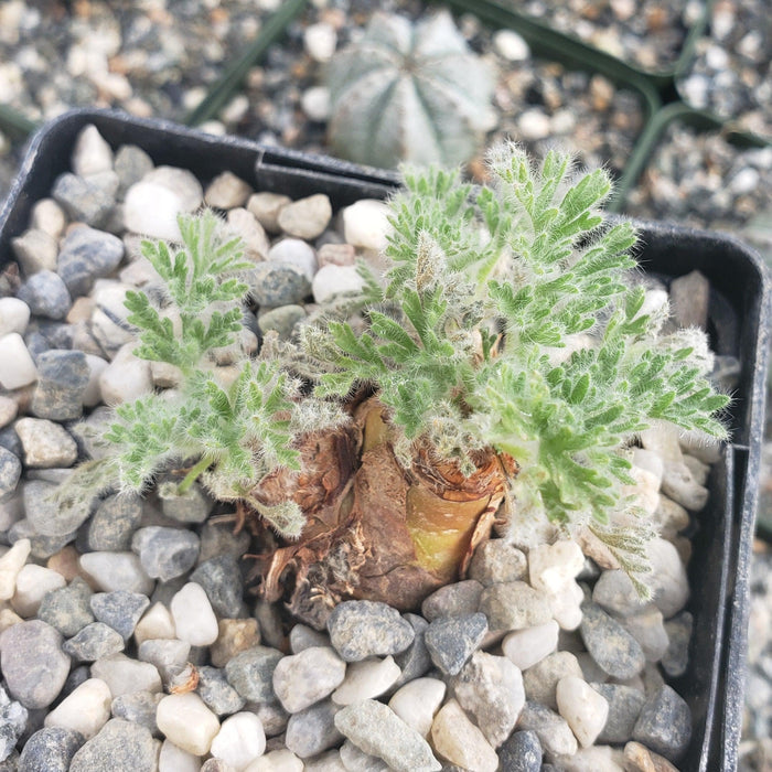 Close-up of a small, fuzzy green Pelargonium appendiculatum with fern-like leaves and a thick woody base in a black pot with pebbles.