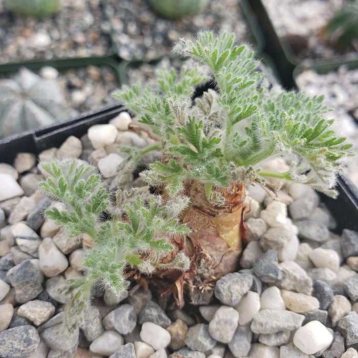 Pelargonium appendiculatum is a small South African plant with soft, fern-like green leaves growing from a bulb in a black pot.