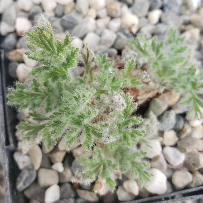 Close-up of Pelargonium appendiculatum, a compact, fuzzy green plant with finely divided leaves in a pot with white and gray pebbles.