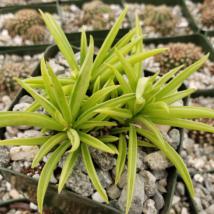 Close-up of Avonia papyracea namaensis showcasing lime green pointed leaves in a square pot with gravel