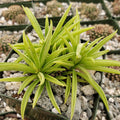 Close-up of Avonia papyracea namaensis showcasing lime green pointed leaves in a square pot with gravel