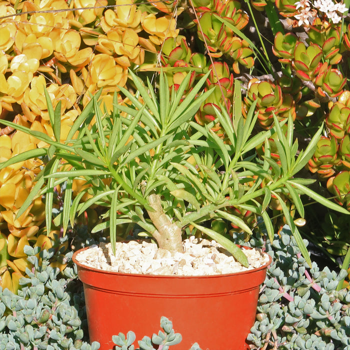 Front view of Peperomia ferryrae showcasing narrow lime green tubular leaves in a red pot with a garden background