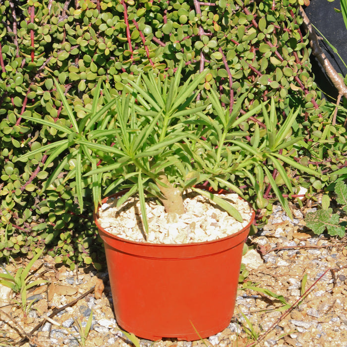 Potted view of Peperomia ferryrae showcasing narrow lime green tubular leaves with an orange pot on gravel