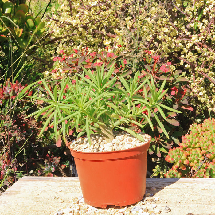 Front view of Peperomia ferryrae showcasing narrow green tubular leaves in a terracotta pot with a garden background