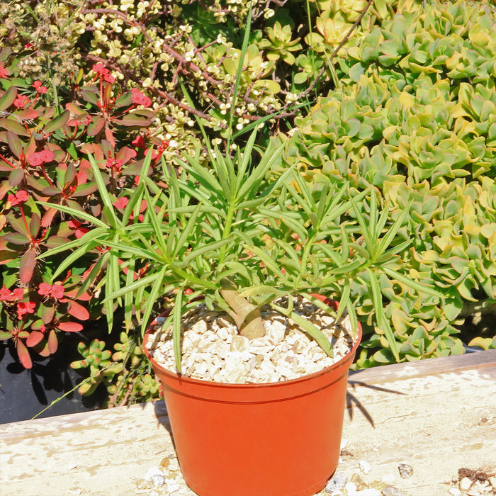 Front view of Peperomia ferryrae showcasing narrow lime green tubular leaves in an orange pot with gravel and plants