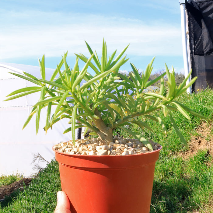 Front view of Peperomia ferryrae showcasing narrow lime green tubular leaves in an orange pot outdoors
