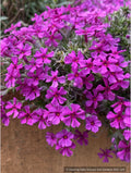 Perennials ~ Phlox douglasii 'Boranovice', Moss Phlox ~ Dancing Oaks Nursery and Gardens ~ Retail Nursery ~ Mail Order Nursery