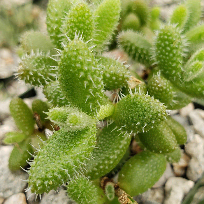 Close-up of Delosperma echinatum, or Pickle Plant, showing green oval pads with white spines among rocks and gravel.