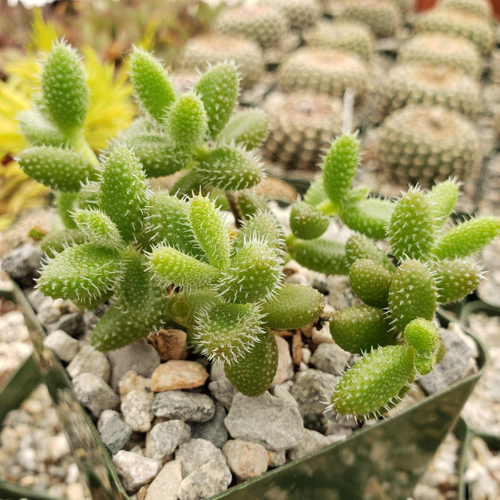 Close-up of a potted Pickle Plant (Delosperma echinatum) with green, spiny stems and small rocks, with blurred cacti in the background.