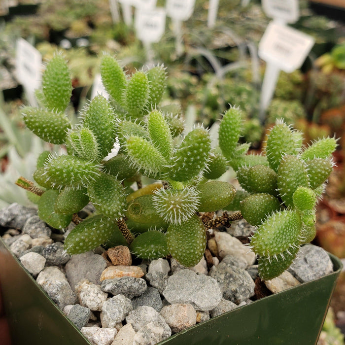 Close-up of a Pickle Plant ‘Delosperma echinatum’ with spiky green leaves in a rocky pot, among other potted succulents.