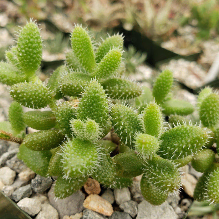 Close-up of Pickle Plant ‘Delosperma echinatum’ with spiky green succulent leaves among gray and beige rocks, softly blurred background.