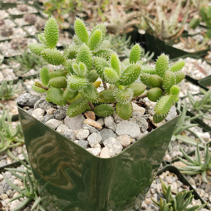 Pickle Plant ‘Delosperma echinatum’ in a square green pot with gravel, displayed with other potted succulents.