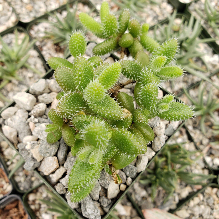 Close-up of a Pickle Plant (Delosperma echinatum) in a pot with bright green, spiky leaves, gray stones, and nearby succulents.