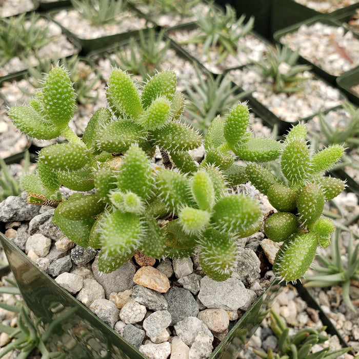 Close-up of Pickle Plant ‘Delosperma echinatum’ in a rocky pot, with its green spiky leaves. Other potted succulents are visible behind.