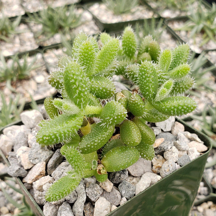 Close-up of a Pickle Plant (Delosperma echinatum) with spiky green stems in a square pebble-filled pot; blurred succulents behind.
