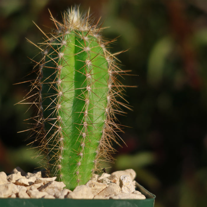 Close-up of a Pilosocereus Ulei cactus with long sharp spines in a pot of light-colored rocks, set against a blurred outdoor background.