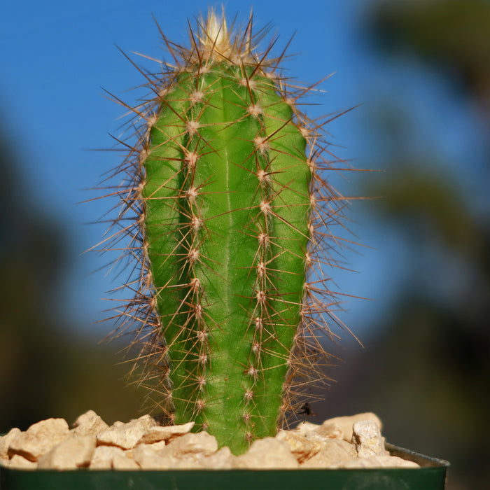 Close-up of a small Pilosocereus Ulei cactus with long spines, growing in light gravel, against a blurred blue and green outdoor background.