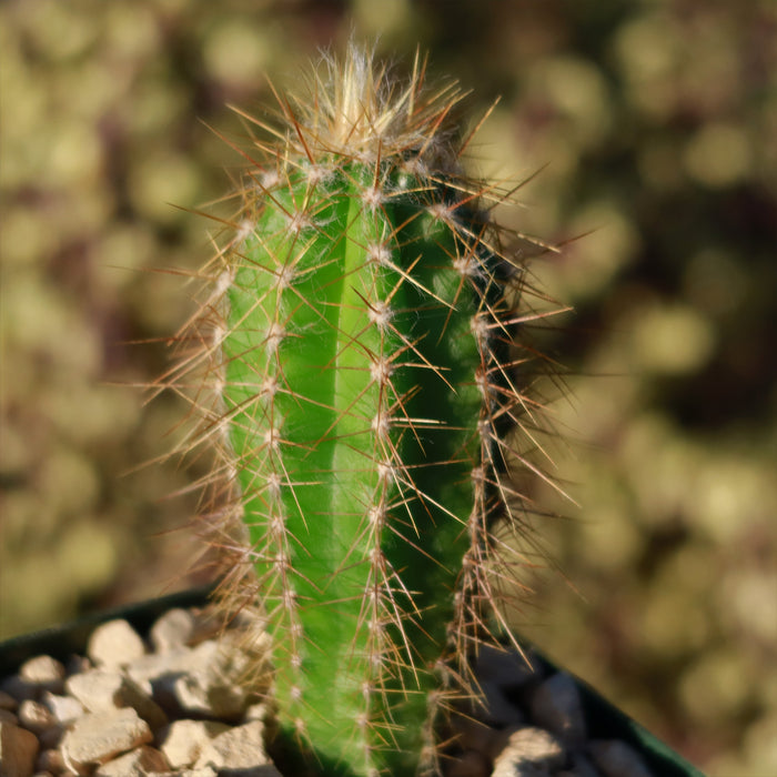 Pilosocereus Ulei, a tall columnar cactus in a pot, adds bold desert style and natural beauty to your indoor or outdoor space.
