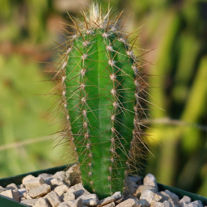 The Pilosocereus Ulei cactus stands upright in its pot, featuring a tall, columnar shape and vibrant green coloring.