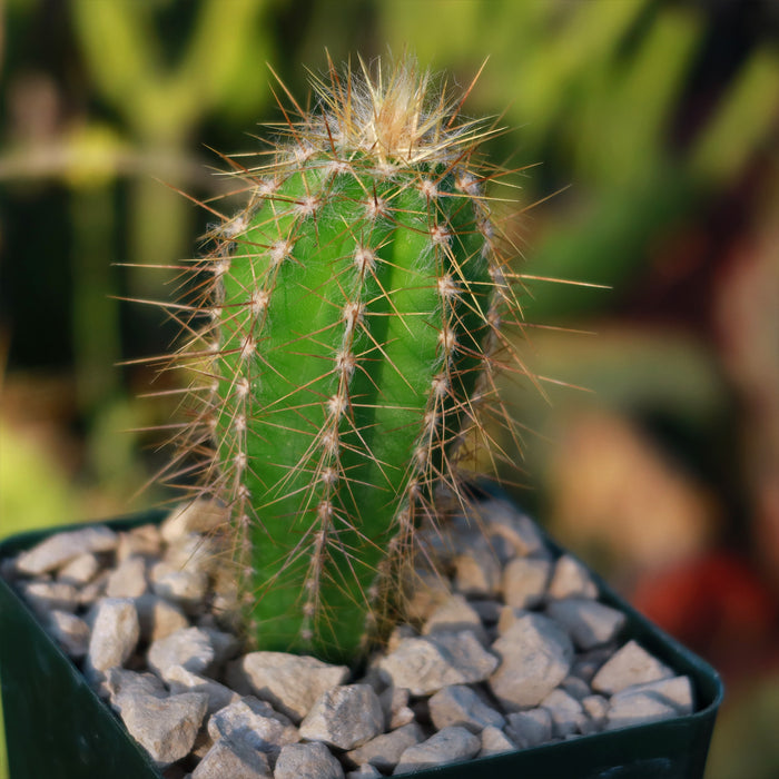 The Pilosocereus Ulei is a tall, sculptural columnar cactus that adds a bold accent to any indoor or outdoor space.