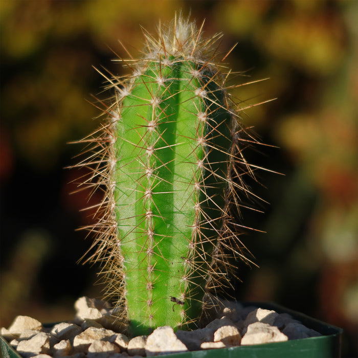 Close-up of a Pilosocereus Ulei cactus with sharp spines in a pot of light gravel, its green columnar form in focus against a blurred background.