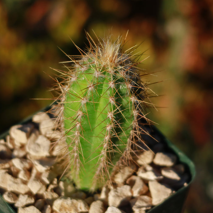 Close-up of a Pilosocereus Ulei cactus with slender spines in light gravel, its green columnar form and texture in sharp detail.