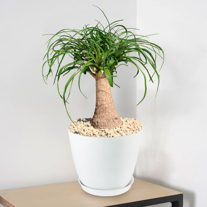 Front view of ponytail palm Beaucarnea recurvata with enlarged lower trunk and cascading strap-like leaves in a white pot