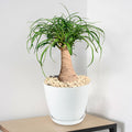 Front view of ponytail palm Beaucarnea recurvata with enlarged lower trunk and cascading strap-like leaves in a white pot