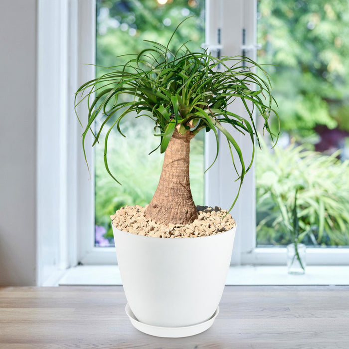 Ponytail palm (Beaucarnea recurvata) with a thick trunk and long green leaves in a white pot on wood near a window with garden view.