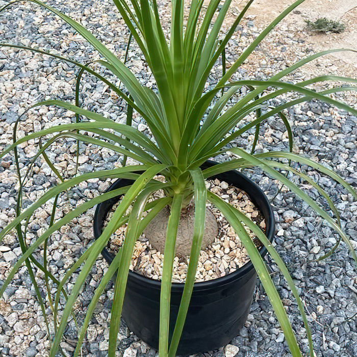 Front view of ponytail palm Beaucarnea recurvata showcasing cascading strap-like leaves in a black pot outdoors